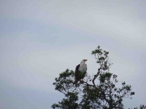 East Africa Birdwatching for Beginners Checklist