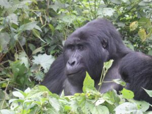 A Complete Guide to Gorilla Trekking in East Africa: Three Options! (2023)