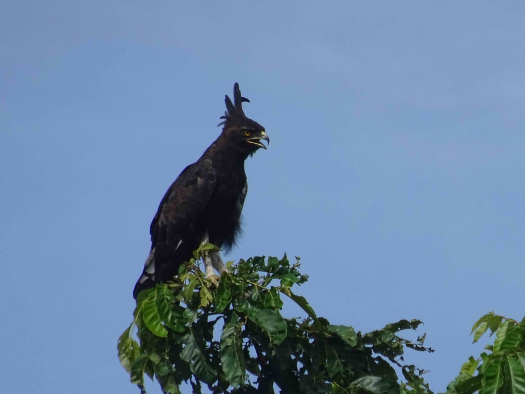 Birdwatching in Uganda - a long-crested eagle