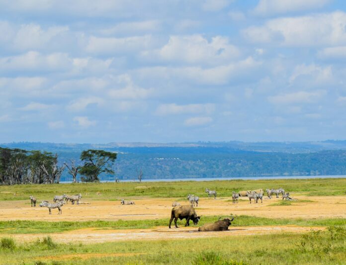 African time