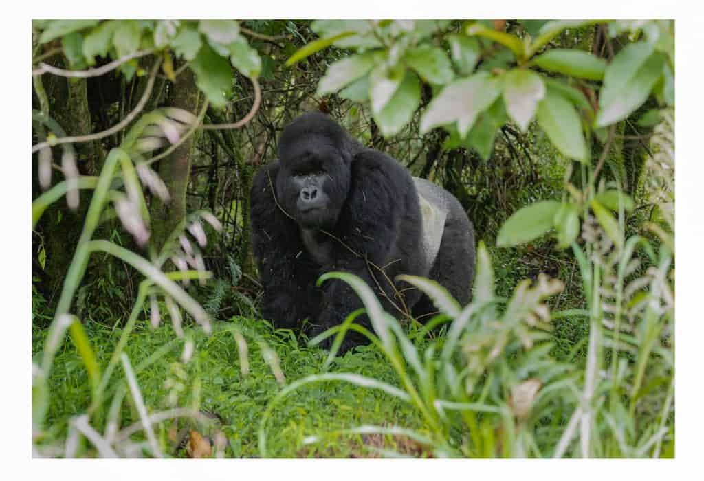 A silverback gorilla in the wild in Uganda