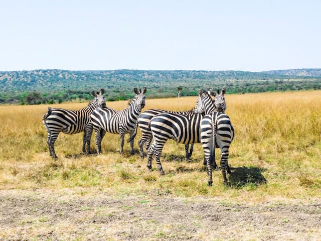 four wild zebras in Akagera National Park, Rwanda
