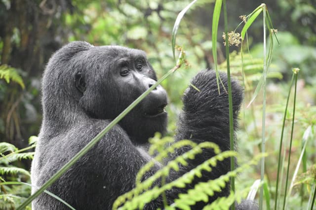 A wild mountain gorilla in Volcanoes National Park, Rwanda