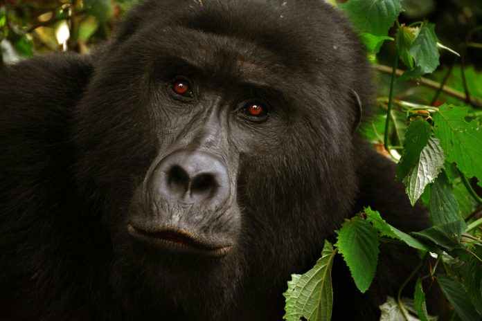 gorilla trekking gorilla trekking