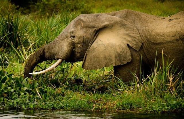 An elephant drinking water