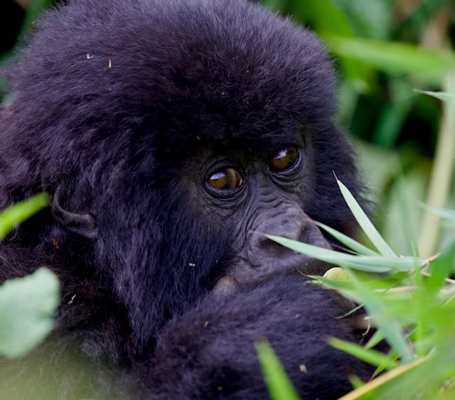 A young mountain gorilla in Rwanda in the grass